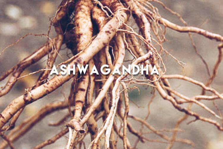 Ashwagandha : Get the vitality of a horse